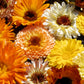 500 Mixed Colors FANCY MIX Pot MARIGOLD Calendula Officinalis Flower Seeds