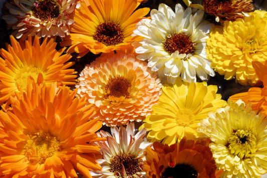 500 Mixed Colors FANCY MIX Pot MARIGOLD Calendula Officinalis Flower Seeds