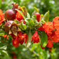 25 POMEGRANATE TREE Punica Granatum Red Fruit Seeds