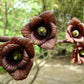 5 PAW PAW Fruit TREE Indian Banana Asimina Triloba Flower Seeds