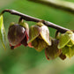 5 PAW PAW Fruit TREE Indian Banana Asimina Triloba Flower Seeds
