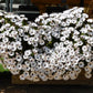 50 WHITE AFRICAN Cape DAISY Dimorphotheca Sinuata Flower Seeds