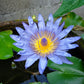 10 BLUE WATER LILY / Lily Pad / Asian Water Lotus / Sacred Egyptian Lotus Nymphaea Caerulea Flower Seeds