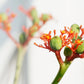 5 PHYSIC NUT Barbados Purging JATROPHA Curcas Shrub Tree Bio-Diesel Seeds