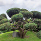 10 RED Japanese PINE TREE Korean Pinus Densiflora Evergreen Seeds