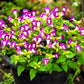 10 KAUAI MIX TORENIA Fournieri Sun or Shade Wishbone Flower Seeds - Mixed Colors 2 Tone Blue Red Pink