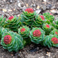 25 ROSEROOT STONECROP Golden Rose Root Sedum Rhodiola Rosea Yellow Succulent Flower Seeds
