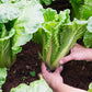 500 MICHIHILI CABBAGE Napa (Chinese Cabbage / Bok Choy / Pak Choi / Celery Mustard / Chinese Chard) Brassica Rapa Chinensis Vegetable Seeds