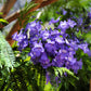 25 BLUE JACARANDA TREE ( Fern Tree / Brazilian Rose Wood / Green Ebony ) Jacaranda Mimosifolia Seeds