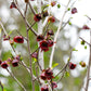 5 PAW PAW Fruit TREE Indian Banana Asimina Triloba Flower Seeds