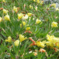 150 DWARF EVENING PRIMROSE ( Missouri Primrose / Ozark Sundrops ) Oenothera Macrocarpa syn. Missouriensis Native Yellow Flower Seeds