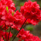 10 RED CUMBERLAND AZALEA Rhododendron Cumberlandense Bush Shrub Flower Seeds