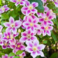 10 MIXED HYBRID CLEMATIS Hybrida Red Purple Pink Blue Bicolor Flower Vine Seeds