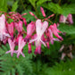 10 Pink FRINGED Fern Leaf BLEEDING HEART Dicentra Eximia Fernleaf Sun or Shade Flower Seeds