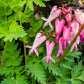 10 Pink FRINGED Fern Leaf BLEEDING HEART Dicentra Eximia Fernleaf Sun or Shade Flower Seeds