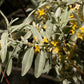 10 AMERICAN SILVERBERRY Elaeagnus Commutata aka Wolf Willow Wolfberry Wild Olive Berry Fruit Shrub Seeds