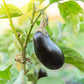 1000 BLACK BEAUTY EGGPLANT Solanum Melongena Esculentum Vegetable Seeds