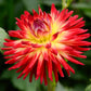 25 CACTUS DOUBLE DAHLIA Mix Variabilis Mixed Colors Hummingbird Flower Seeds