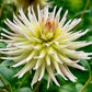 25 CACTUS DOUBLE DAHLIA Mix Variabilis Mixed Colors Hummingbird Flower Seeds