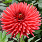 25 CACTUS DOUBLE DAHLIA Mix Variabilis Mixed Colors Hummingbird Flower Seeds