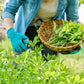 50 LOVAGE Levistucum Officinale - Flavor like celery & anise - Herb Flower Seeds
