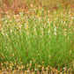 500 BEACH WORMWOOD Artemisia Campestris Caudata Silvermound Red Sagewort Herb Flower Seeds