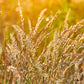 1500 PRAIRIE JUNEGRASS Koeleria Macrantha June Crested Hair Grass Flower Seeds