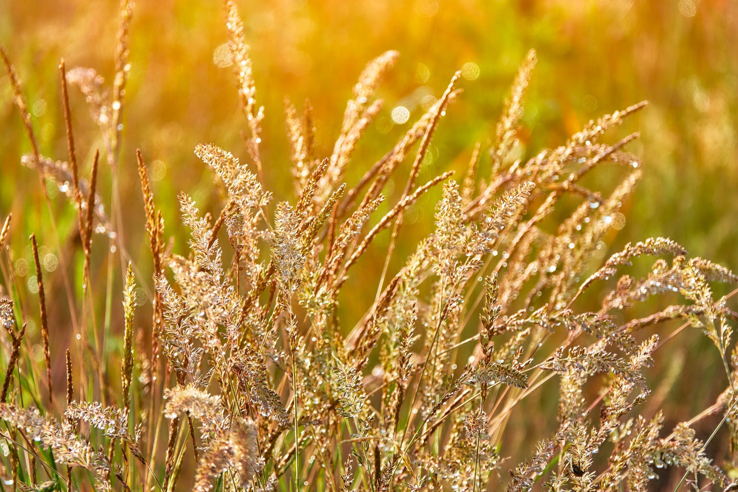1500 PRAIRIE JUNEGRASS Koeleria Macrantha June Crested Hair Grass Flower Seeds