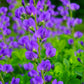 50 BLUE WILD INDIGO (False Indigo) Baptisia Australis Flower Seeds
