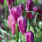 10 CHECKER LILY Fritillaria Affinis Chocolate Mission Bells Flower Seeds