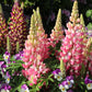 75 Mixed Colors RUSSELL LUPINE (Streamside, Bigleaf, Garden, or Washington Lupine) Lupinus Polyphyllus Flower Seeds