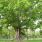 30 FICUS TREE (Bodhi Tree / Sacred Fig / Bo Tree / Pipal) Ficus Religiosa Seeds