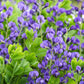 50 BLUE WILD INDIGO (False Indigo) Baptisia Australis Flower Seeds