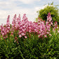 10 GAS PLANT MIX Dictamnus Albus Mixed Colors White Red Pink Lilac Flower Seeds