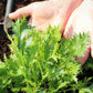 1000 GREEN MIZUNA MUSTARD Japanese Greens Brassica Juncea Herb Vegetable Seeds
