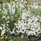 1500 SNOW IN SUMMER (Chickweed) Cerastium Biebersteinii Flower Seeds