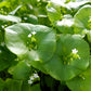 100 MINER'S LETTUCE Winter Purslane Spinach Claytonia Perfoliata Vegetable Seeds
