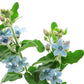 10 TWEEDIA BLUE MILKWEED Southern Star of Argentine Tweedia Caerulea syn. Oxypetalum Flower Vine Seeds