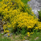1000 GOLDEN TUFT ALYSSUM Basket of Gold Aurinia Saxatilis Yellow Flower Seeds