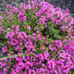 50 PAGODA MIX PRUNELLA Grandiflora Bigflower Selfheal Blue Pink etc Flower Seeds