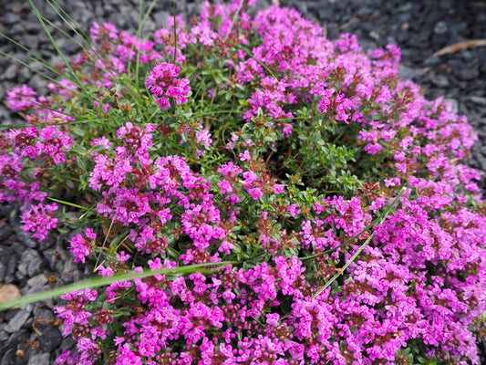 50 PAGODA MIX PRUNELLA Grandiflora Bigflower Selfheal Blue Pink etc Flower Seeds