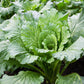 500 MICHIHILI CABBAGE Napa (Chinese Cabbage / Bok Choy / Pak Choi / Celery Mustard / Chinese Chard) Brassica Rapa Chinensis Vegetable Seeds