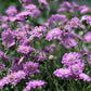 50 FINEST MIXED Colors SCABIOSA (Mourning Bride / Pin Cushion) Scabiosa Atropurpurea Flower Seeds