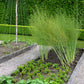 125 ASPARAGUS UC72 Officinallis Mary's Granddaughter Vegetable Seeds