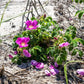 50 Pink BEACH ROSE aka Seaside or Sand Rose, Beach Tomato Rosa Rugosa Huge Red Hips Flower Seeds