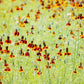 500 MEXICAN HAT Ratibida Columnaris Columnifera Red & Yellow Native Flower Seeds