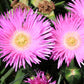 25 Table Mountain ICE PLANT Magenta Fuchsia Delosperma Cooperi Hardy Pink Carpet Flower Seeds