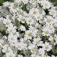 1500 SNOW IN SUMMER (Chickweed) Cerastium Biebersteinii Flower Seeds