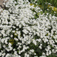 1500 SNOW IN SUMMER (Chickweed) Cerastium Biebersteinii Flower Seeds