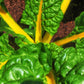 40 YELLOW CANARY SWISS CHARD Beta Vulgaris Perpetual Spinach Vegetable Seeds